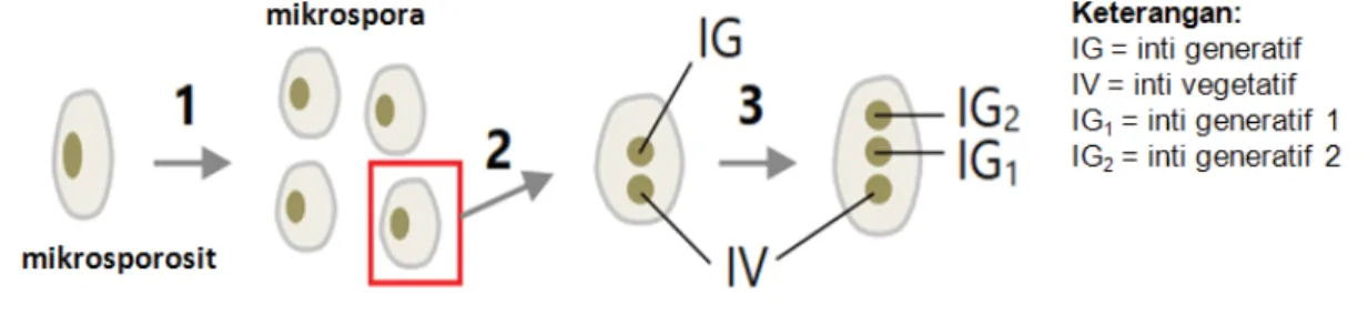 Gambar 12. Mikrosporogenesis