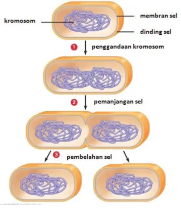 Gambar 3. Diagram Siklus Sel