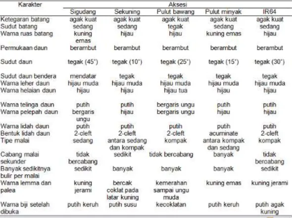 Tabel 2. Karakter kualitatif  aksesi padi lokal asal Rokan Hilir Riau 