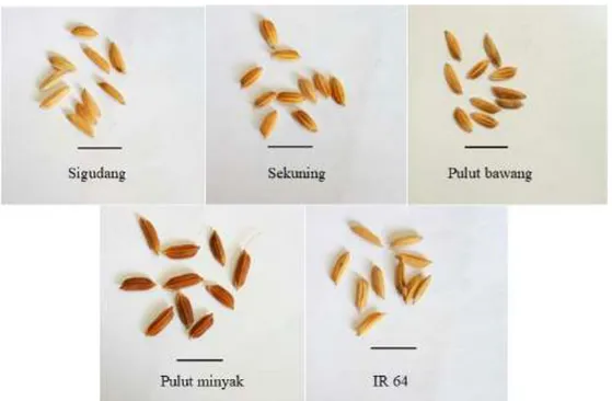 Gambar  1.  Keanekaragaman  warna  biji  (lemma  dan  palea)  dari  5  aksesi  padi  asal  Rokan  Hilir  Riau 
