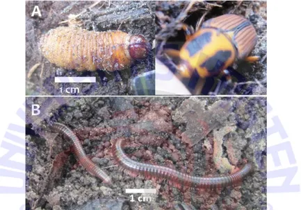 Gambar 2. Proses isolasi mikroorganisme dari saluran pencernaan larva kumbang dan kaki seribu  Identifikasi Isolat Bakteri Selulolitik dan Xilanolitik  