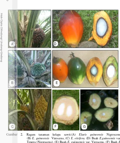 Gambar 2. Ragam tanaman kelapa sawit.(A) Elaeis guineensis Nigrescens,                     