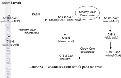 Gambar 4.  Biosintesis asam lemak pada tanaman 