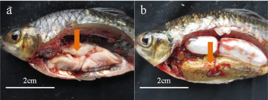 Gambar  3.  Morfologi  gonad  ikan  nilem  jantan  dan  betina  (a)  testis  dan  (b)  ovarium  (Morphological 