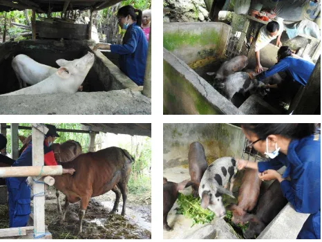 Gambar 2. Kegiatan Pelayanan Ternak Sapi dan Babi 
