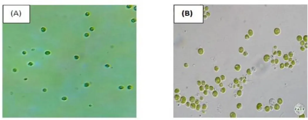 Gambar  3.  Hasil  mikroskopik  (A)  koloni  tunggal  mikroalga  yang  berhasil  diisolasi  (perbesaran  1000x),  (B) 