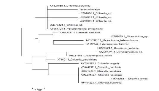 Gambar 6. Hasil Analisa Pohon filogenetik isolat mikroalga dengan software MEGA6. 