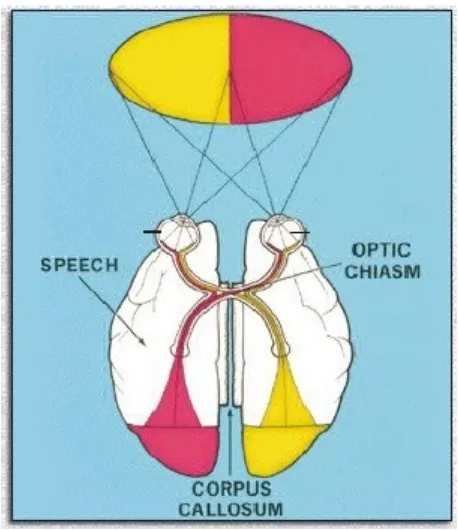Gambar 1. Optic Chiasm