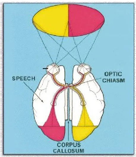 Gambar 1. Optic Chiasm