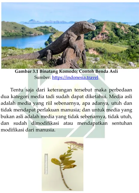 Gambar 3.1 Binatang Komodo; Contoh Benda Asli  Sumber:  https://indonesia.travel 