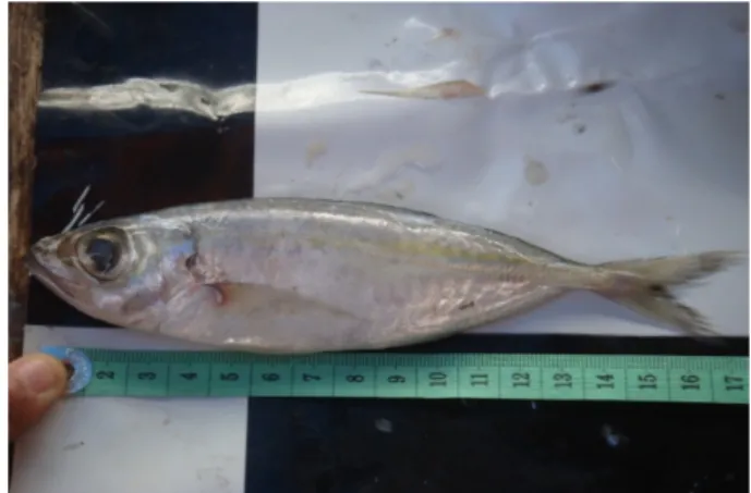 Gambar 2 Pengukuran fork length ikan selar bentong (Caranx crumenophtalmus).