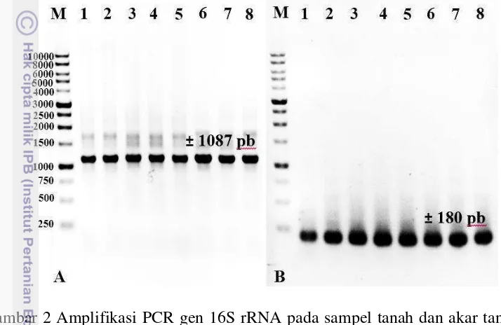 Gambar 2 Amplifikasi PCR gen 16S rRNA pada sampel tanah dan akar tanaman 