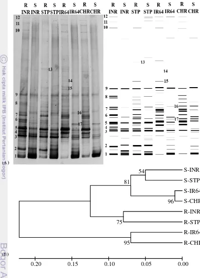 Gambar 3 (A) Profil pita DGGE hasil produk PCR gen 16S rRNA pada sampel tanah dan akar tanaman padi (kiri)