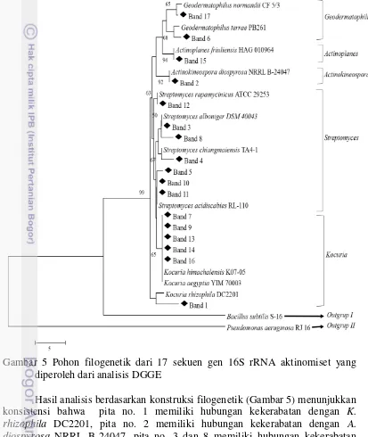 Gambar 5 Pohon filogenetik dari 17 sekuen gen 16S rRNA aktinomiset yang 