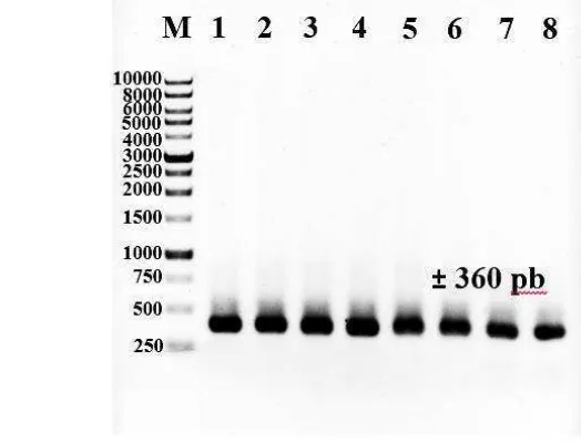 Gambar 6 Amplifikasi PCR gen nifH pada sampel tanah dan akar tanaman padi (~360 pb) menggunakan primer polF (dengan GC clamps) dan polR