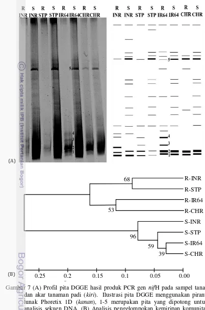 Gambar 7 (A) Profil pita DGGE hasil produk PCR gen 0 
