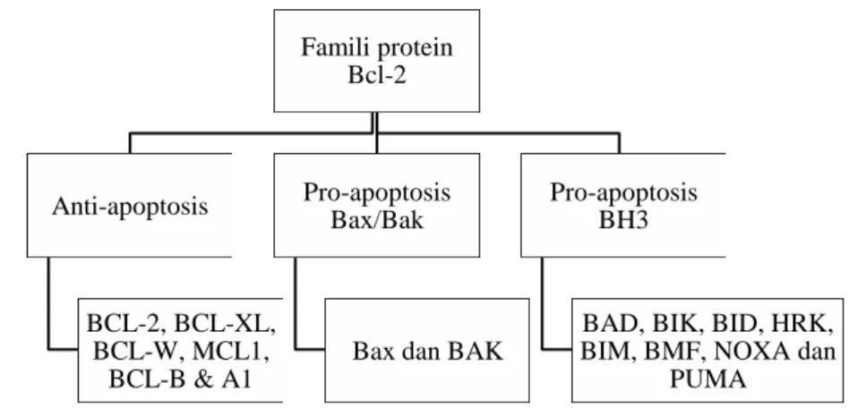 Tabel 1. Golongan famili protein Bcl-2 