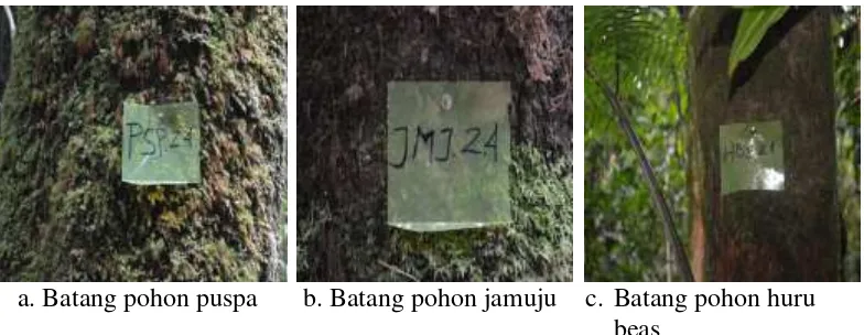 Gambar 1.  Foto beberapa jenis batang tumbuhan yang berada pada elevasi antara 1800-2500 mdpl  