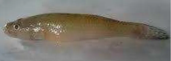 Gambar 2. Ikan bungo (Glossogobius giuris, Hamilton-Buchanan 1822)