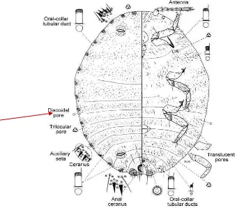 Gambar  11 :  Sketsa Dysmicoccus lepelleyi 