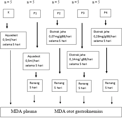 Gambar 2. Prosedur pelaksanaan penelitian ”Pengaruh pemberian ekstrak metanol                        rimpang  jahe  terhadap kadar MDA plasma dan MDA otot gastroknemius                      mencit setelah latihan fisik maksimal.”  