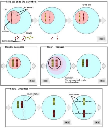 Figure 1-17: Simulation of the mechanics of cell division. (continued below) 