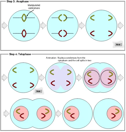 Figure 1-17: (continued) Simulation of the mechanics of cell division. 