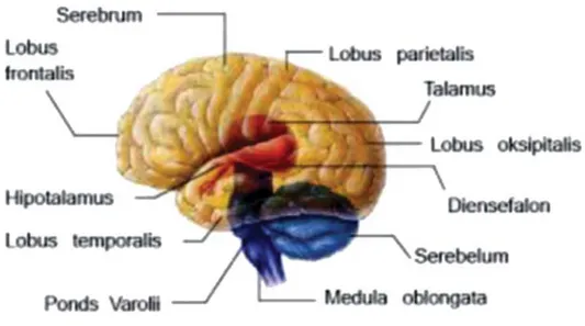 Gambar 2. Macam-macam sel saraf Sumber: artikelsiana.com