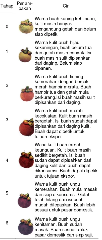 Tabel 1.  Tingkat kematangan buah manggi s berdasarkan indeks/tahapan 