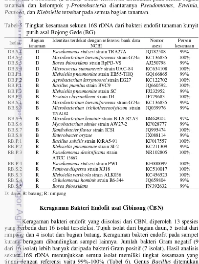 Tabel 5  Tingkat kesamaan sekuen 16S rDNA dari bakteri endofit tanaman kunyit 
