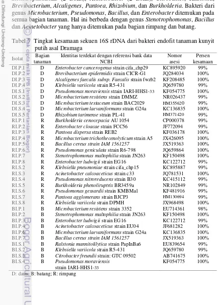 Tabel 7  Tingkat kesamaan sekuen 16S rDNA dari bakteri endofit tanaman kunyit 