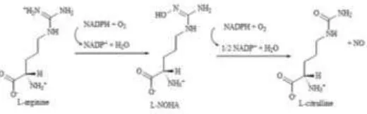 Gambar 1. Mekanisme Pembentukan NO Dari L-arginin dan Molekul Oksigen 