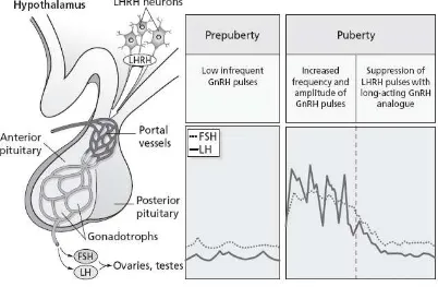 Gambar 2.1. Anatomi sistem gonadotropin  dan gambaran sekresi LH      