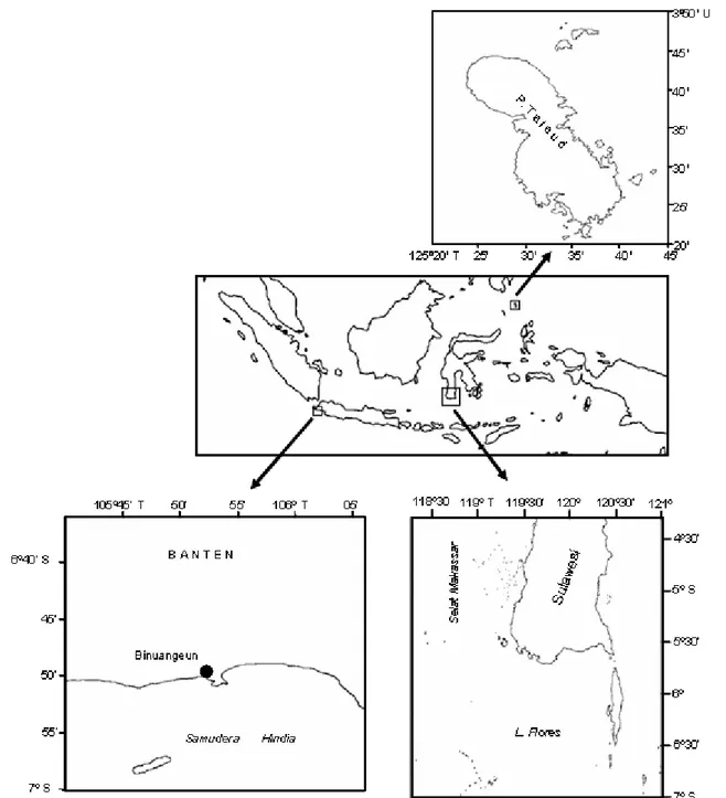 Gambar 1. Lokasi studi reproduksi biologi ikan terbang (Excoetidae) di Indonesia, selama tahun 2004 sampai dengan 2006.