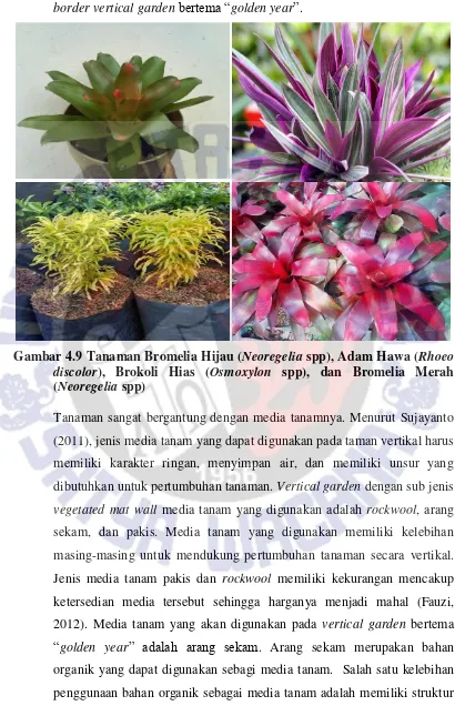 Gambar 4.9 Tanaman Bromelia Hijau (Neoregelia spp), Adam Hawa (Rhoeo 
