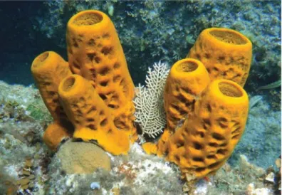 Gambar 3.1. Porifera