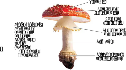 Gambar 1.2. Tubuh buah Basidiomycota