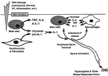Gambar 2.3 Peran Sitokin pada Respon Nyeri. Keratinosit dan fibroblast dalam kulit membuat, menyimpan dan melepaskan bentuk prekursor dari IL-1 (pro IL-1)