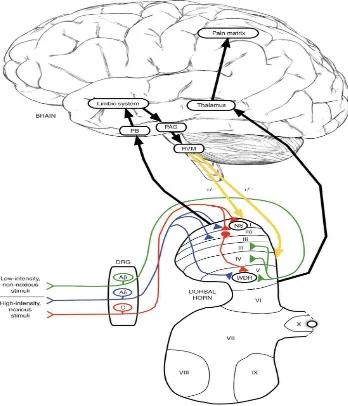 Gambar 2.5. Jalur nyeri dari perifer menuju ke otak  