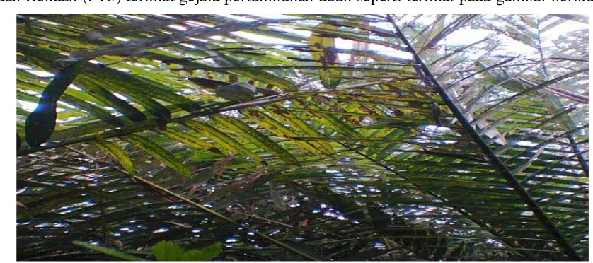 Gambar 3. Gejala pertumbuhan tanaman salak dengan kondisi daun menguning dan  klorosis diduga mengalami defisiensi Nitrogen