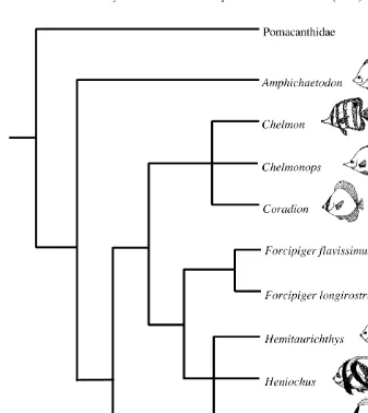 Fig. 1. Phylogeny of chaetodontid genera based on 34 morphological characters (after Blum, 1988 andFerry-Graham et al., in press)