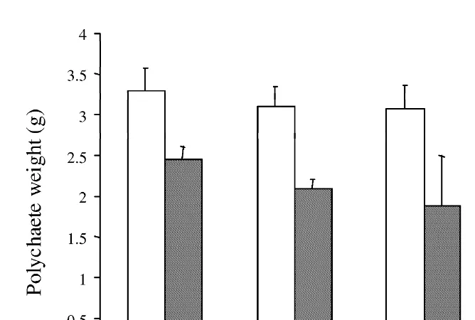 Fig. 4. Polychaete weights (mean6(starvation phase; dashed bar) of the experiment. For the names of the different samples, refer to text and TableS.D