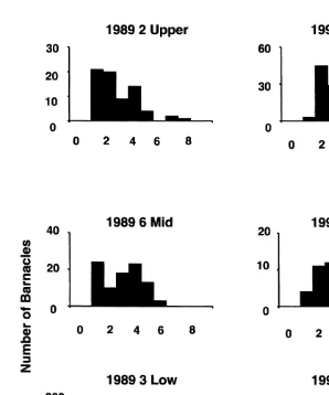 Fig. 2. Size-frequency distributions of Chamaesipho measured in three replicates on low, mid and upperheights at Sites 3, 6 and 2, respectively, in late 1989 and again in late 1992.