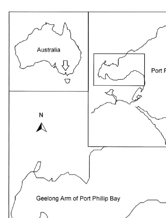 Fig. 1. Location of study site, Grand Scenic, in the Geelong arm of Port Phillip Bay. Insets: location of PortPhillip Bay in Australia and location of study region in Port Phillip Bay.