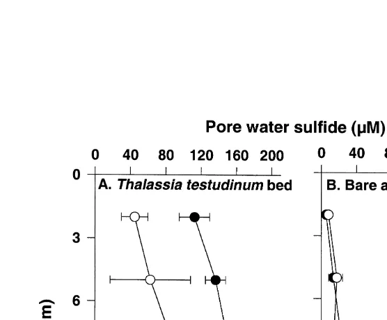 Fig. 5. Changes of sediment pore water sulﬁde concentrations during daytime in Thalassia testudinumand adjacent bare areas in lower Laguna Madre