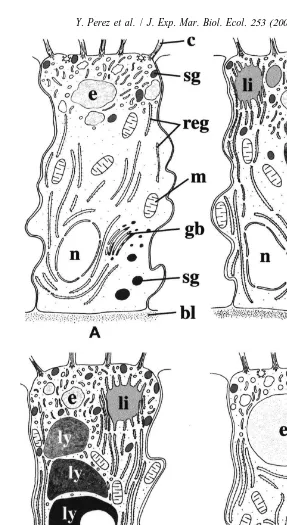 Fig. 7. Diagrams illustrating the main ultrastructural changes of the A-cells during feeding and starvationexperiments