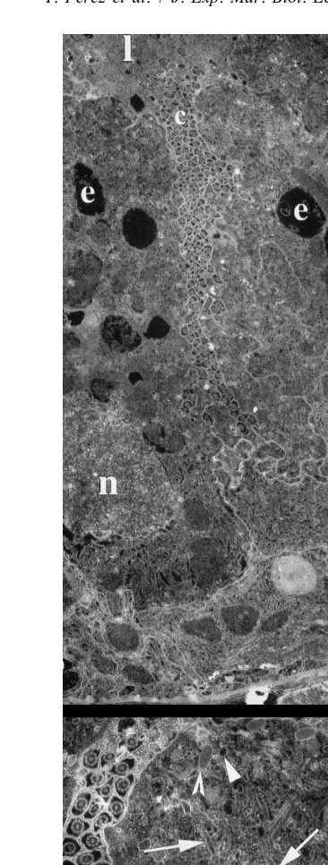 Fig. 2. Electromicrographs of transverse sections through the intestine of specimens of Spadella cephaloptera5 min after feeding