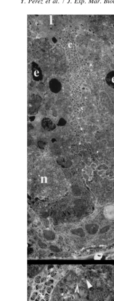 Fig. 2. Electromicrographs of transverse sections through the intestine of specimens of Spadella cephaloptera5 min after feeding