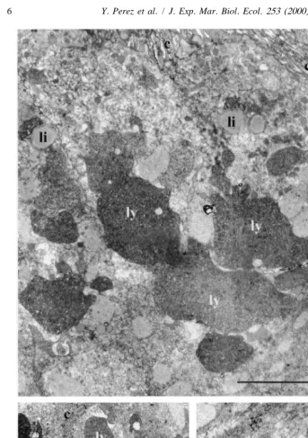 Fig. 3. Electromicrographs of thin transverse sections through intestinal A-cells of specimens 30 min (A), 1 h(B) and 2 h (C) after feeding