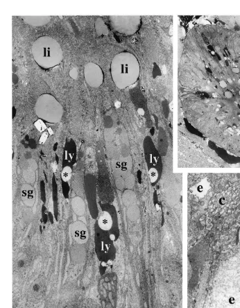Fig. 4. Electromicrographs of thin transverse sections through the intestine of specimens 10 h after feeding.(A) Low magniﬁcation of the whole intestine